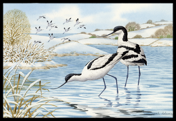 Avocet Indoor or Outdoor Mat- 18 x 27