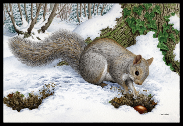 Grey Squirrel Indoor or Outdoor Mat, 24 x 36