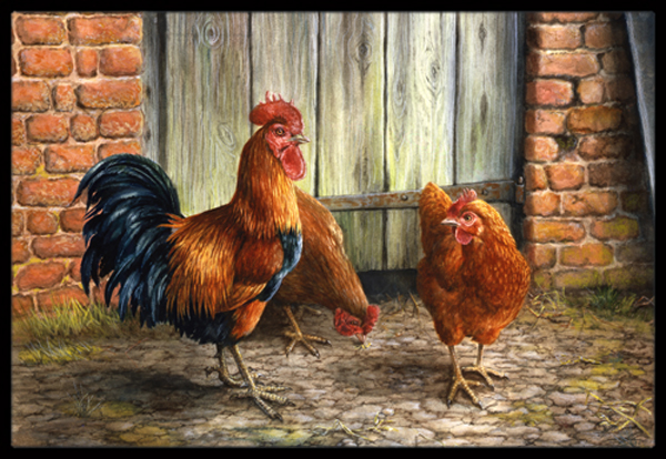 Picture of Carolines Treasures BDBA0056MAT Rooster & Chickens by Daphne Baxter Indoor or Outdoor Mat- 18 x 27