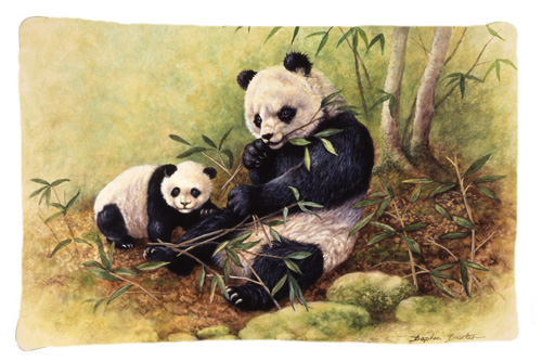 Panda Bears by Daphne Baxter Fabric Standard Pillowcase