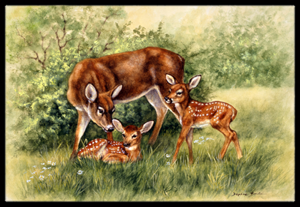 BDBA0116JMAT Deer by Daphne Baxter Indoor or Outdoor Mat- 24 x 36