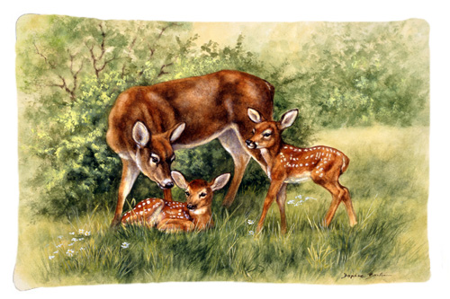 BDBA0116PILLOWCASE Deer by Daphne Baxter Fabric Standard Pillowcase