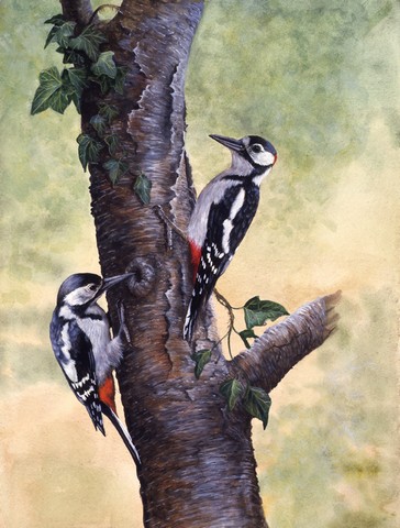 Woodpeckers by Daphne Baxter Flag Garden Size