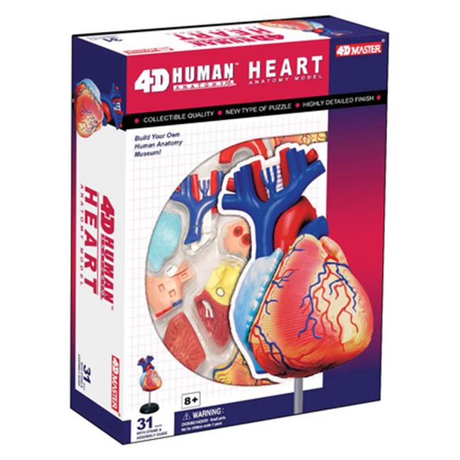 Tedco Toys 26052 4-D Anatomy Heart Model