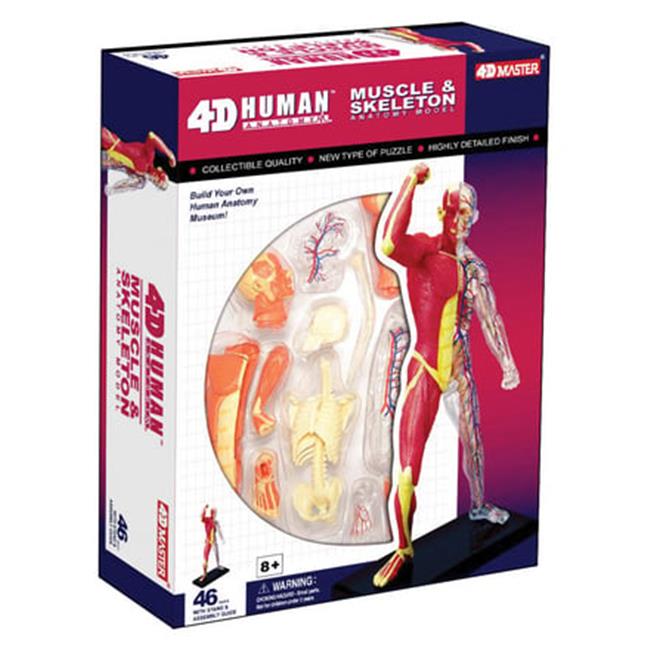 Tedco Toys 26058 4D Human Anatomy Muscle & Skeleton Model