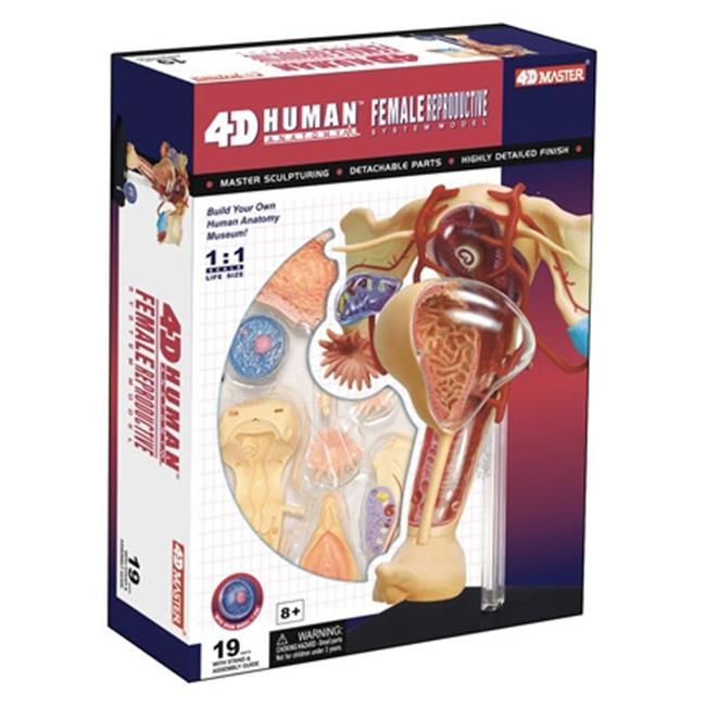 Tedco Toys 26062 4D Human Anatomy Female Reproductive System