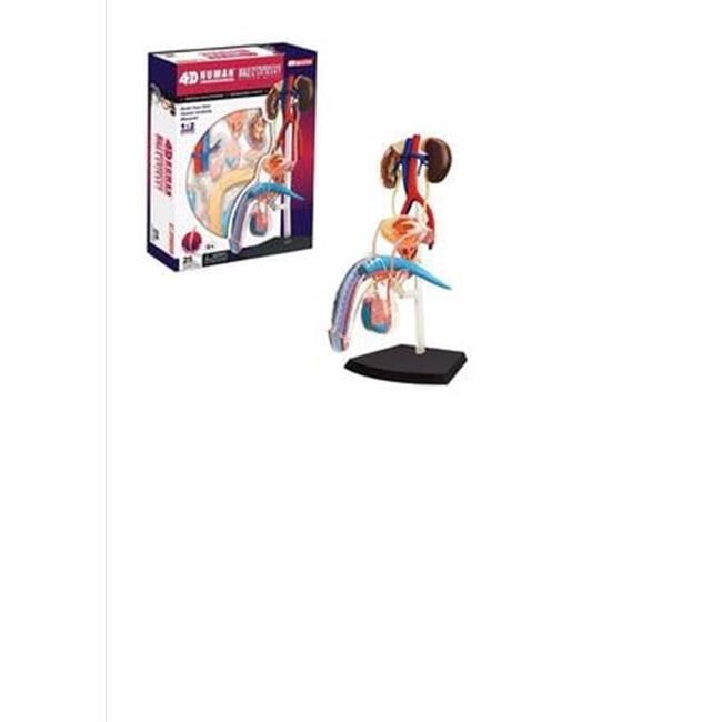 Tedco Toys 26063 4D Human Anatomy Male Reproductive System