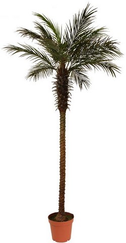8 ft. Decorative Potted Artificial Brown & Green Phoenix Palm Tree