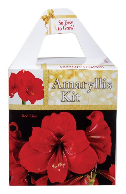 Picture of Degroot AY912A00 24-26 cm Amaryllis Deluxe Gift Box - pack of 12