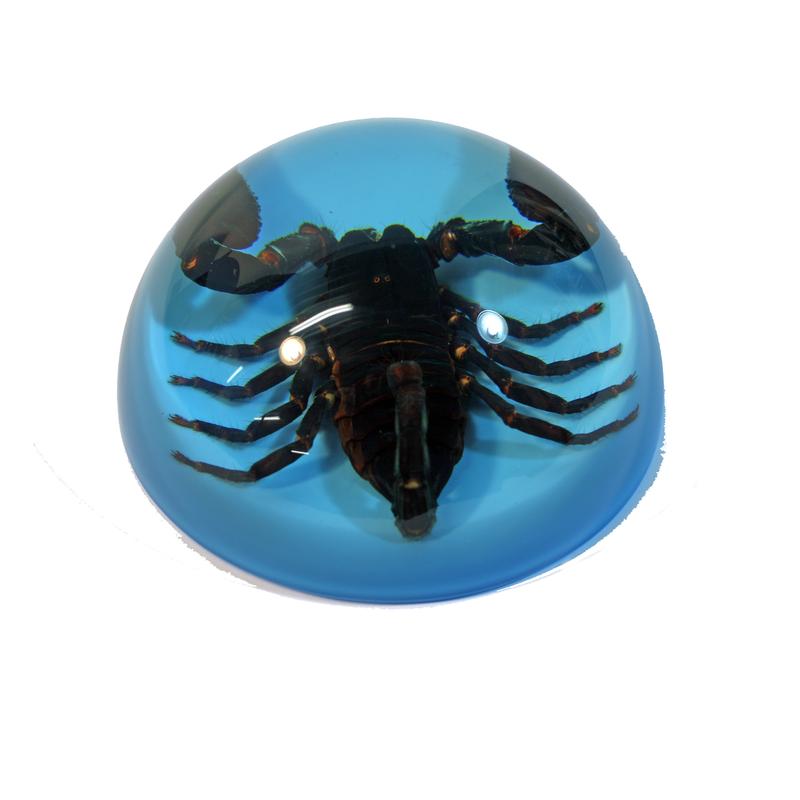 Picture of ED Speldy East SS116 Real Black Scorpion Terrain&#44; Blue