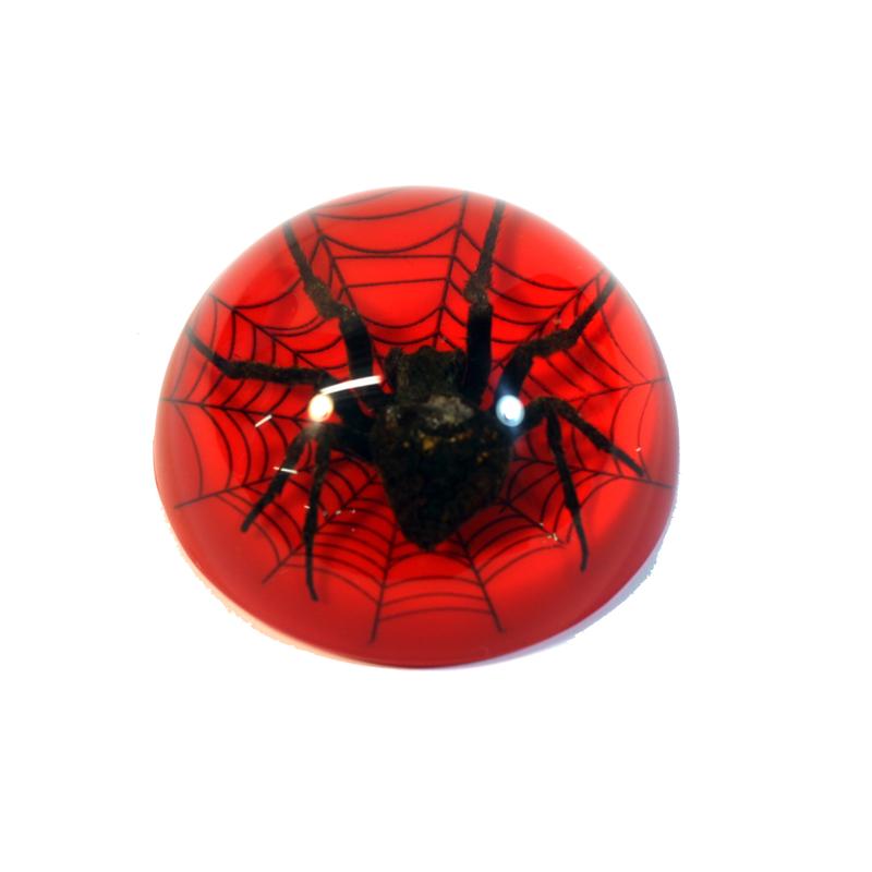 Picture of ED Speldy East TC216 Spider On Web Terrain&#44; Red