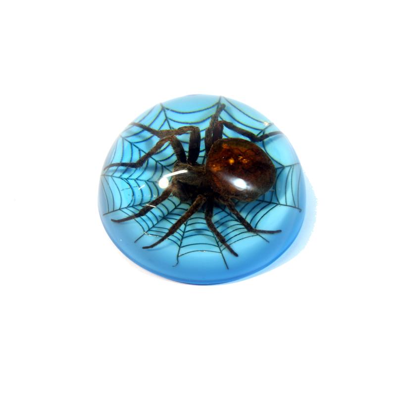 Picture of ED Speldy East TC215 Spider On Web Terrain&#44; Blue