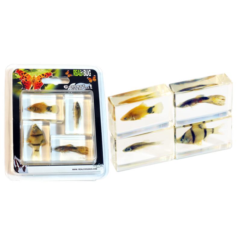 PWC445 Tropical Fish Paperweight Collection - 4 Piece