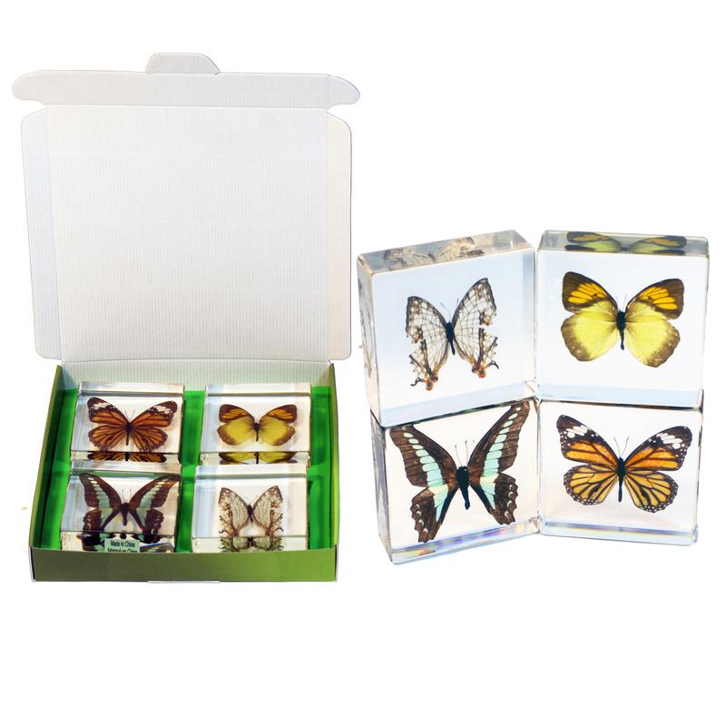 Picture of ED Speldy East BF422 Butterfly Collection - 4 Piece