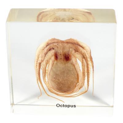 Picture of ED Speldy East T502 Octopus Real Desk Decoration&#44; Large
