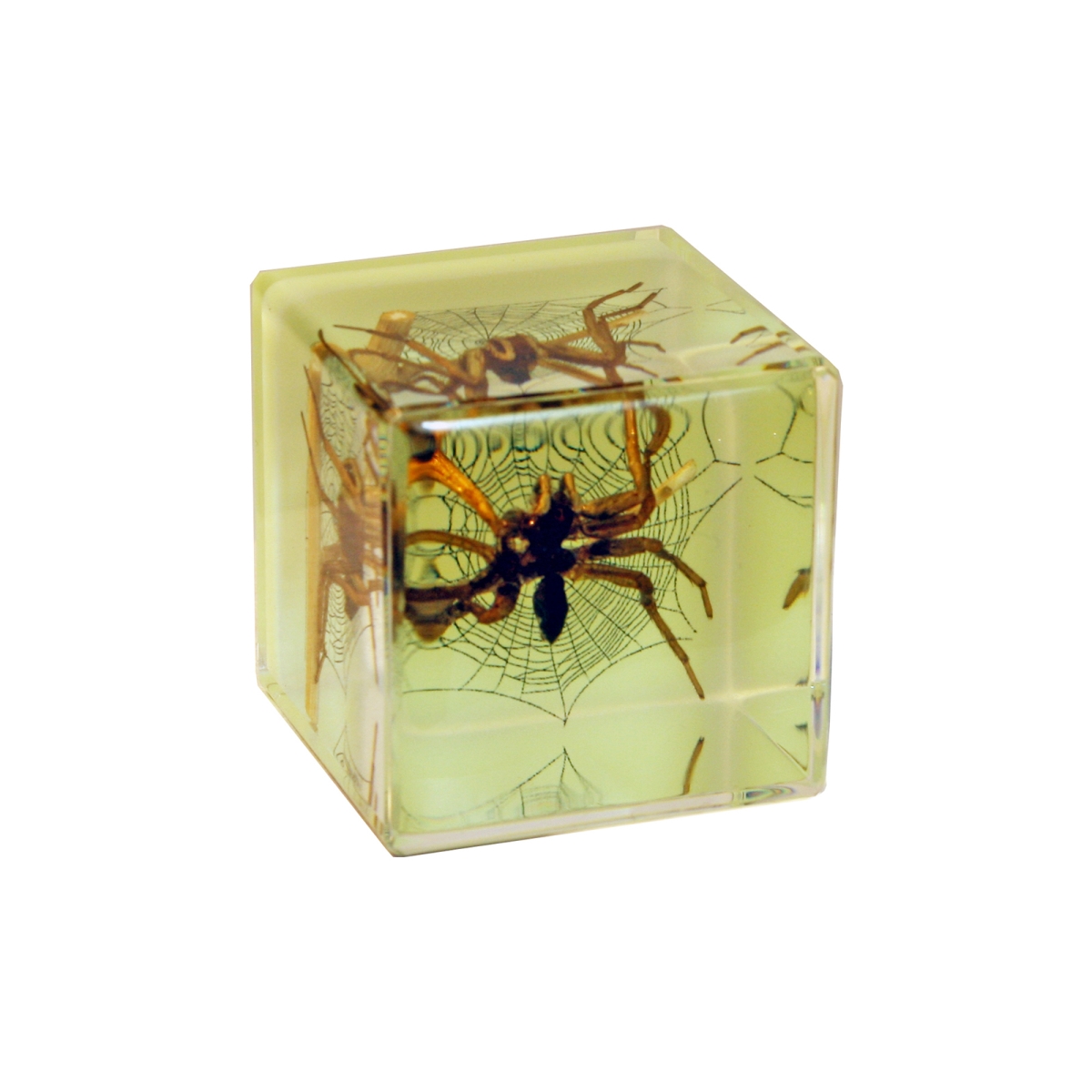 CB4001 1.5 in. Glow in the Dark Spider Desk Decoration Cube