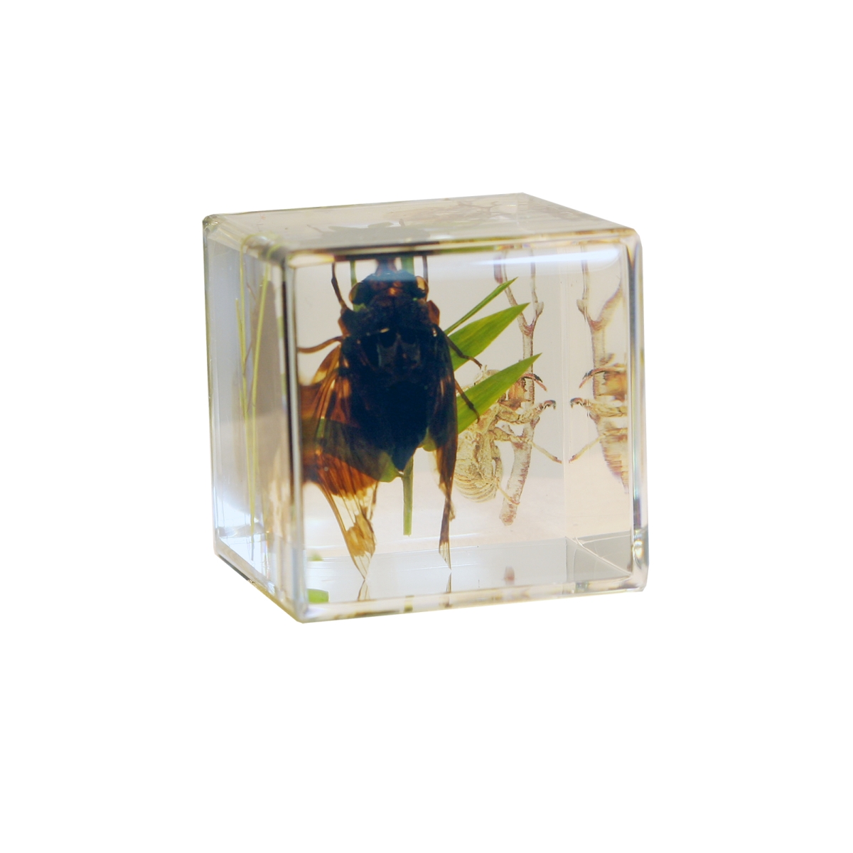 CB4003 1.5 in. Cicada & Green Leaves Desk Decoration Cube, Clear