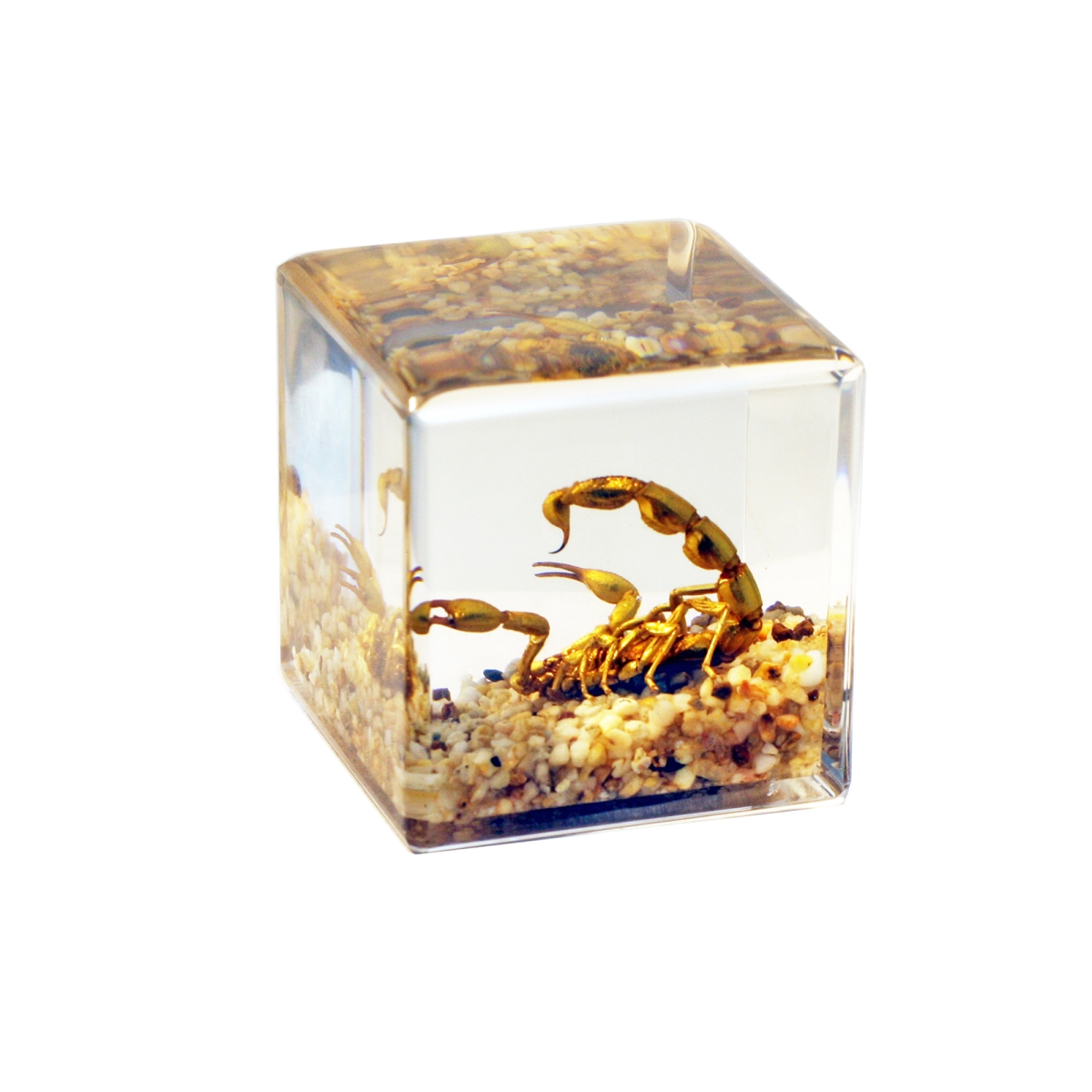 CB4004 1.5 in. Golden Scorpion & Sand Desk Decoration Cube, Brown