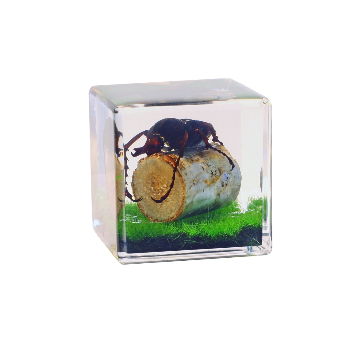 CB4006 1.5 in. Antlerhorned Beetle & Wood Cube, Clear