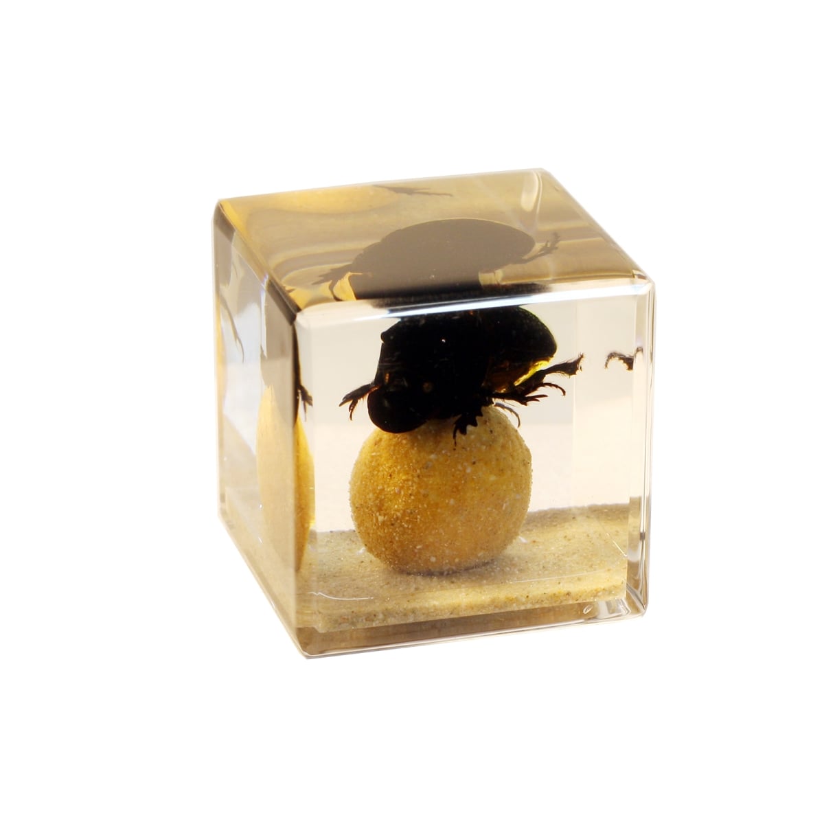 CB4008 1.5 in. Dung Beetle Cubes, Clear