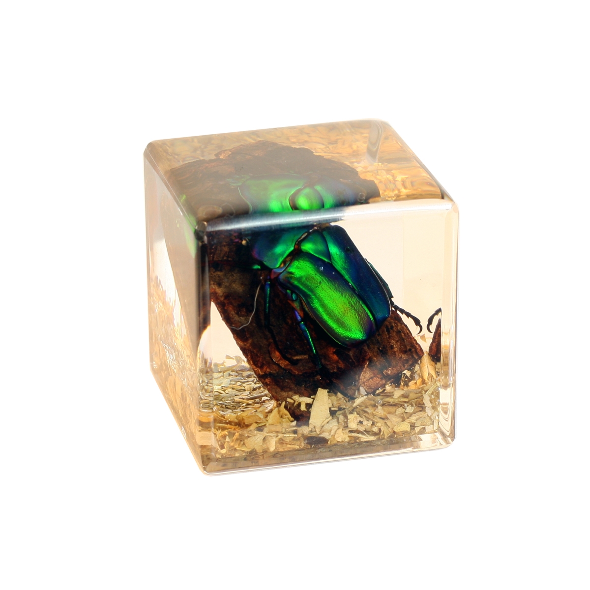 CB4012 1.5 in. Chafer Beetle Desk Decoration Cube, Clear