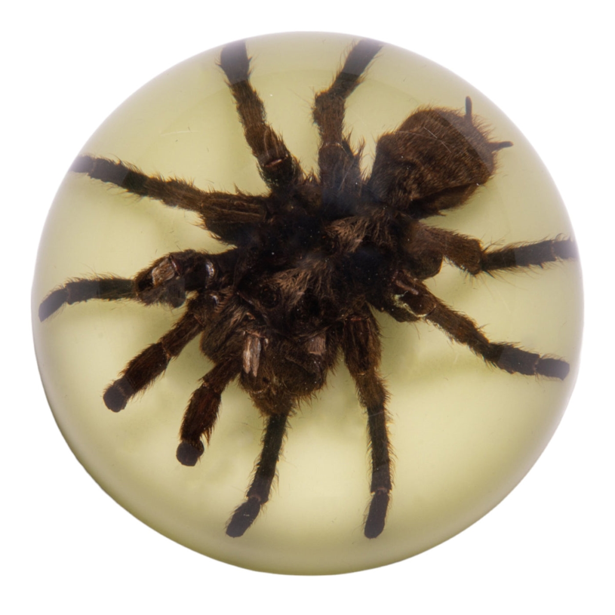 SS202 3.5 x 1.75 in. Glow in the Dark Tarantula Dome, Clear