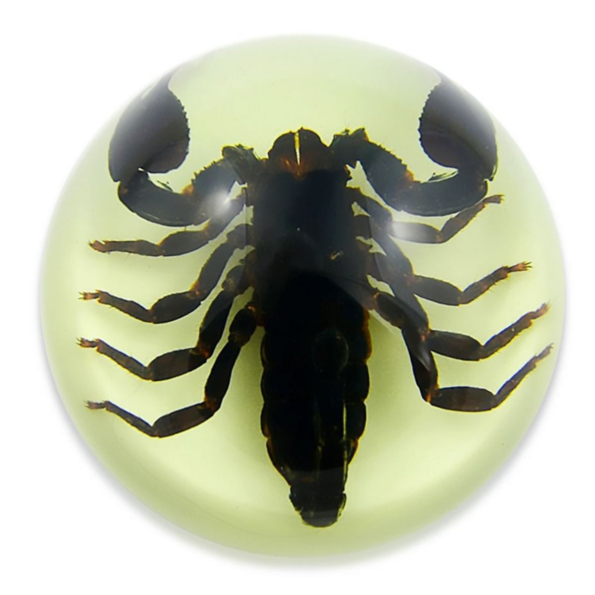 SS204 3.5 x 1.75 in. Glow in the Dark Black Scorpion Dome, Clear