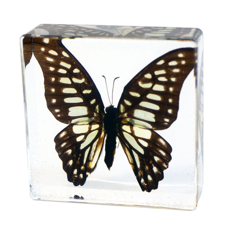 BF23 3 x 3 x 1 in. Real Common Jay Butterfly Paperweight, Clear