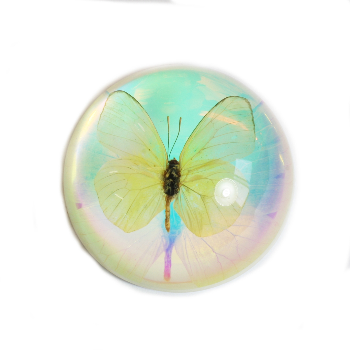 SS386 2.5 in. Common Emigrant Butterfly Paperweight, Clear