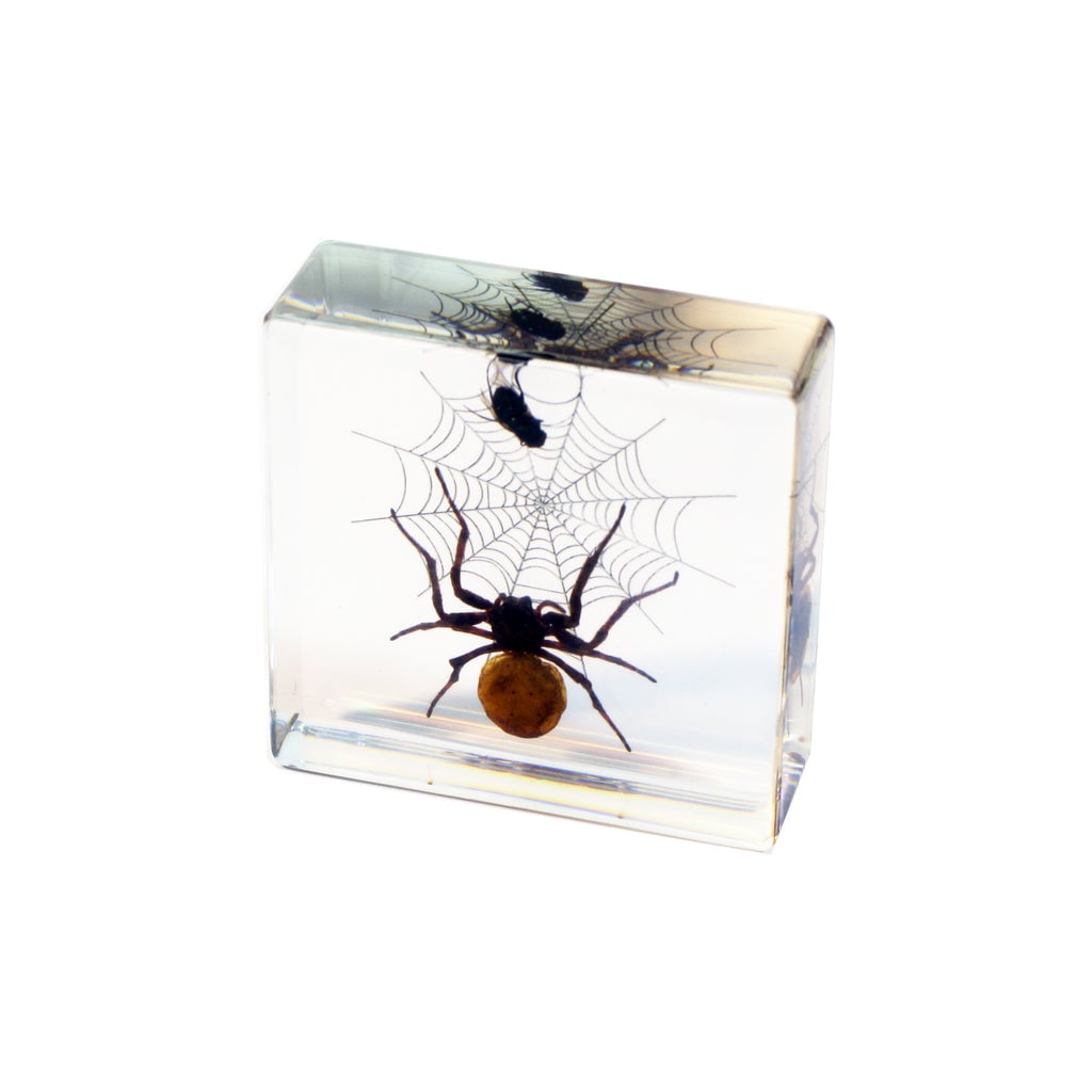 DD45G Resin Glow in dark Real Golden Orb-web Spider & Fly Paperweight, Clear
