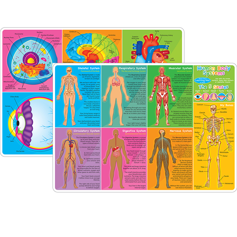 Picture of Ashley Productions ASH95019 12 x 17 in. Double-Sided Human Body Learning Mat