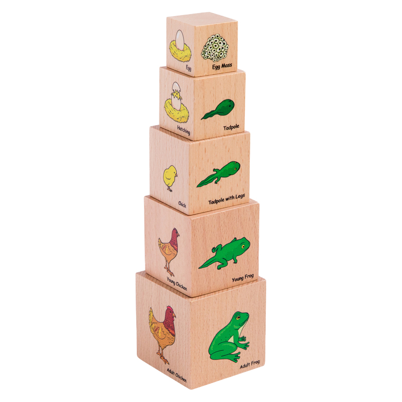 Lifecycle Wooden Blocks, Multi Color - Set of 5