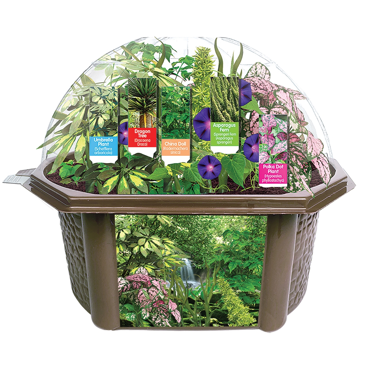 Picture of Silver Circle Products SRCEBRB621 Rainforest Biosphere Nurture Plant