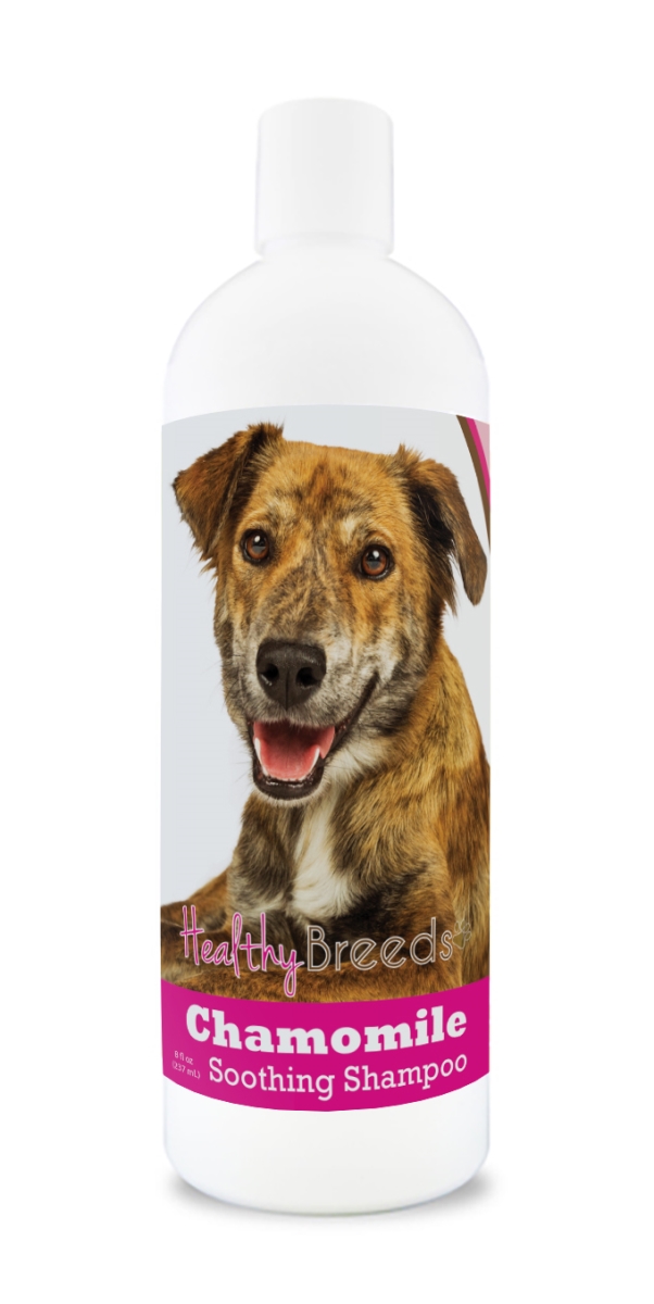 Picture of Healthy Breeds 192959000498 8 oz Plott Chamomile Soothing Dog Shampoo
