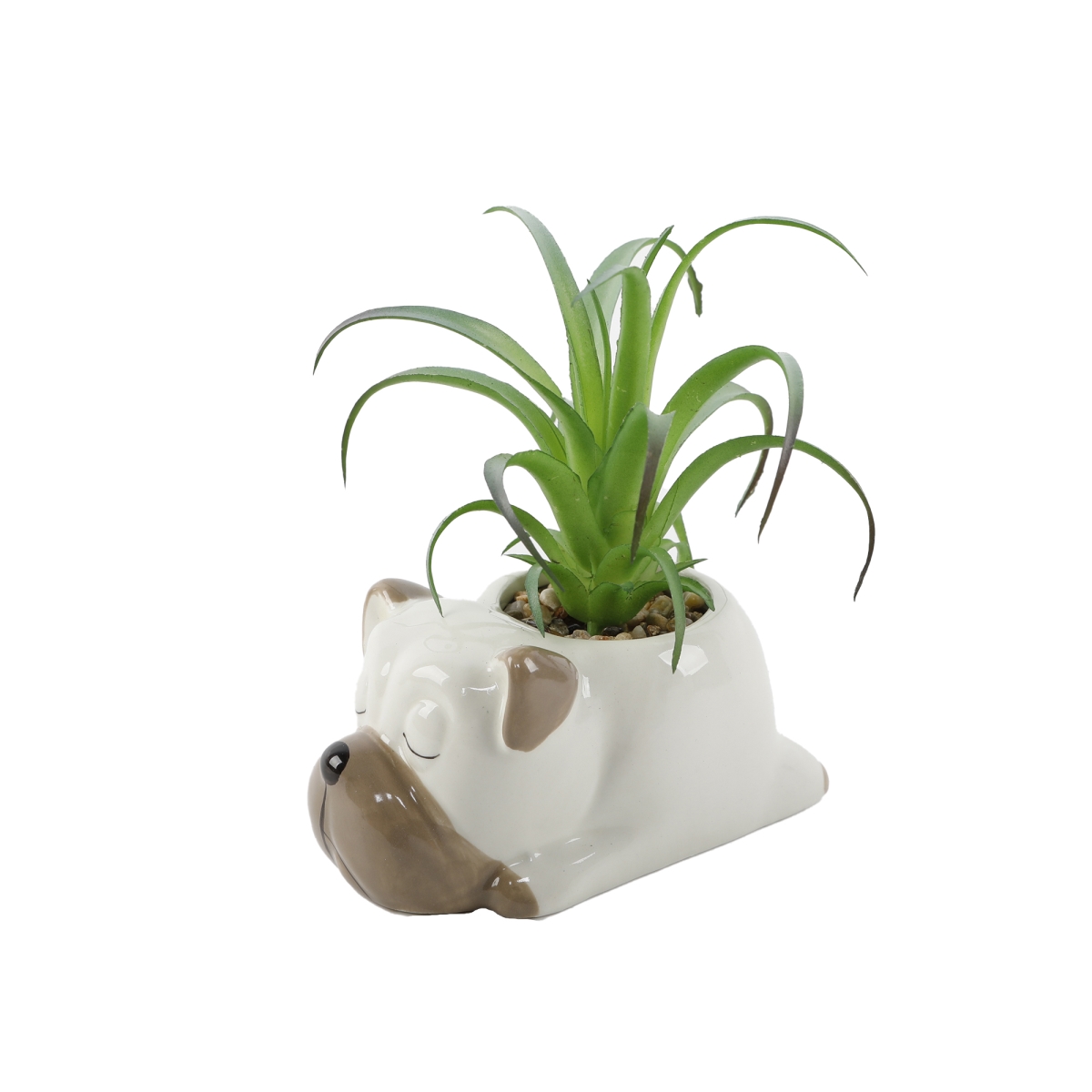 CS6237E-CRM Succ in Pug Ceramic 4.75X3X3