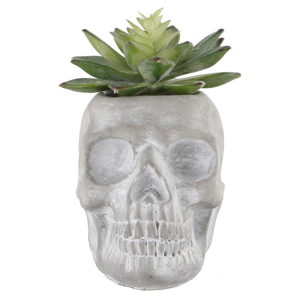 CS2332E-GY 5X3.2 Succ in  Cement Sugar Skull, GREY, E PACK