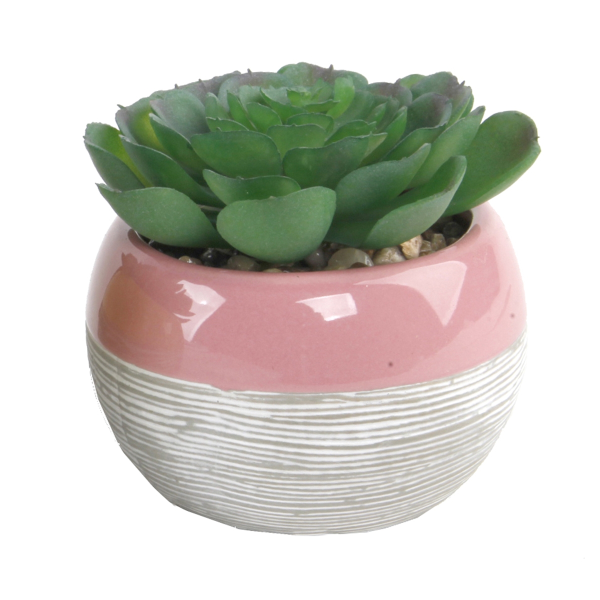 Succulent in Two tone lines pattern ceramic pot ,Pink