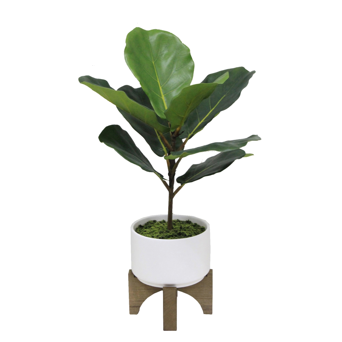 23' Tall Fiddle Leaf  in Ceramic Planter on Wood Stand,White