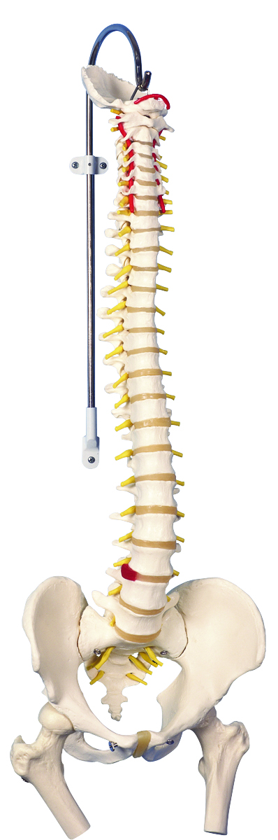 Picture of Fabrication Enterprises 12-4530 Anatomical Model - Classic Flexible Spine with Femur Heads