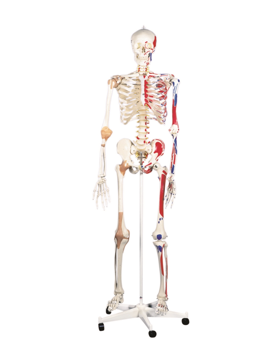 Picture of Fabrication Enterprises 12-4503 Anatomical Model - Sam The Super Skeleton on Roller Stand