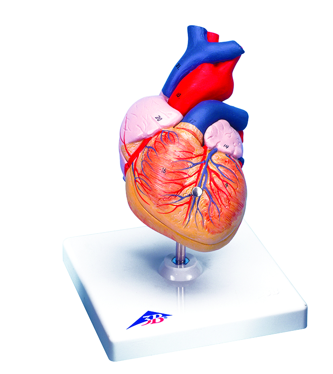 Picture of Fabrication Enterprises 12-4567 Anatomical Model - 2 Part Heart