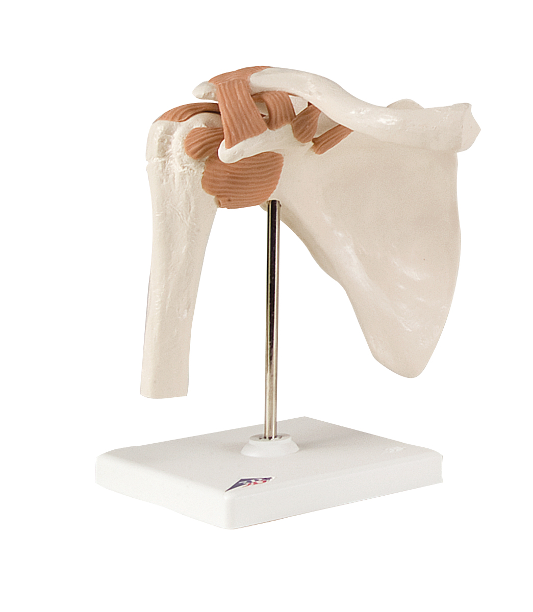 Picture of Fabrication Enterprises 12-4509 Anatomical Model - Functional Shoulder Joint