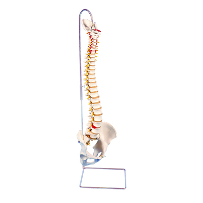 Picture of Fabrication Enterprises 12-4538 Anatomical Model - Highly Flexible Spine without Stand