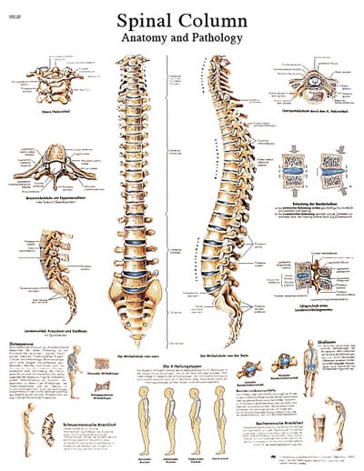 12-4622P Paper & Spinal Column Anatomical Chart
