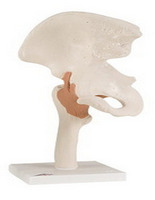 Picture of Fabrication Enterprises 12-4510 Anatomical Model Functional Hip Joint