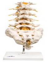 Picture of Fabrication Enterprises 12-4541 Anatomical Model Lumbar Spinal Column