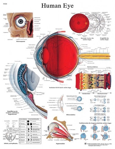 Eye Laminated Anatomical Chart