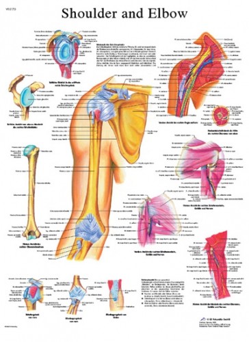 Picture of Fabrication Enterprises 12-4619L Anatomical Chart Shoulder & Elbow&#44; Laminated