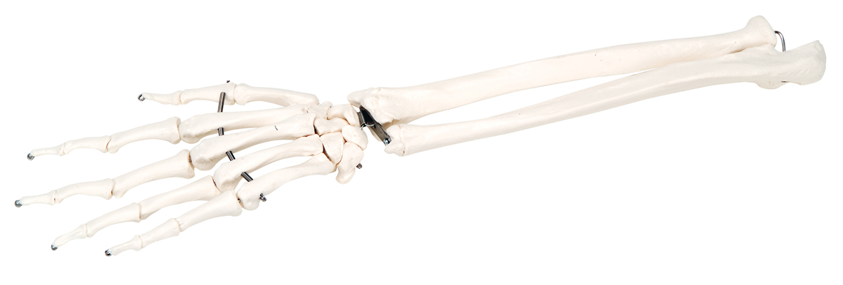 Picture of Fabrication Enterprises 12-4581R Anatomical Model - Hand with Ulna & Skeleton Loose Bones