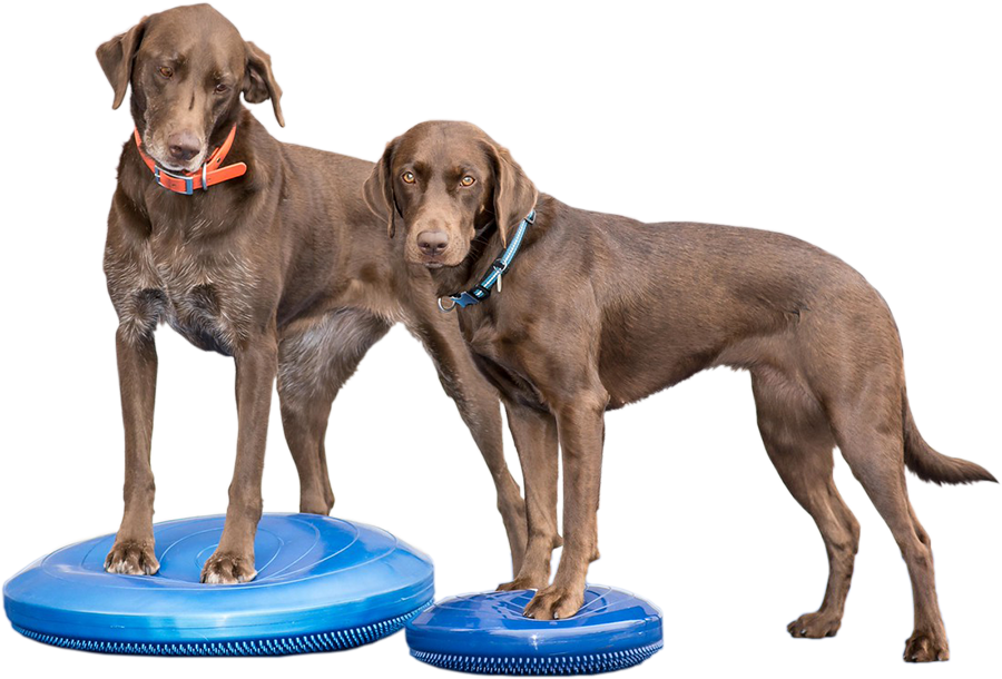Picture of FitPAWS PFPKBDBL14 14 in. 6P Free Balance Disc&#44; Blue